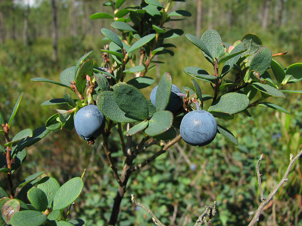 Image of Vaccinium uliginosum specimen.