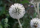 Echinops sphaerocephalus. Соцветие. Республика Татарстан, Камско-Устьинский р-н, окр. с. Камское Устье, правый берег р. Волга у подножия горы Лобач. 05.08.2018.