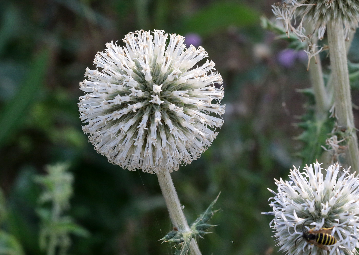 Изображение особи Echinops sphaerocephalus.