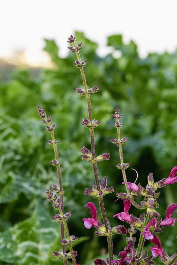Image of Salvia hierosolymitana specimen.