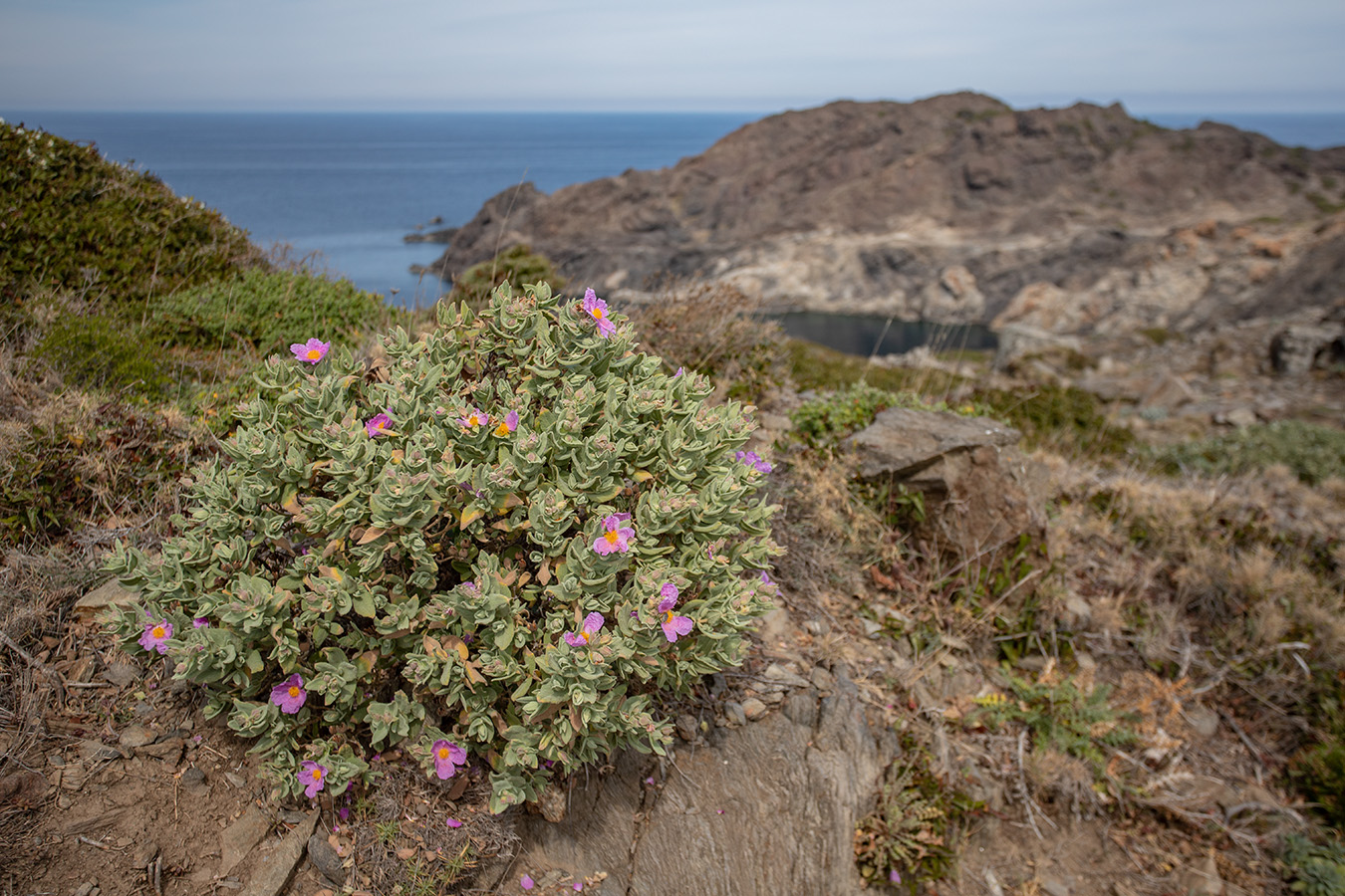 Image of Cistus albidus specimen.