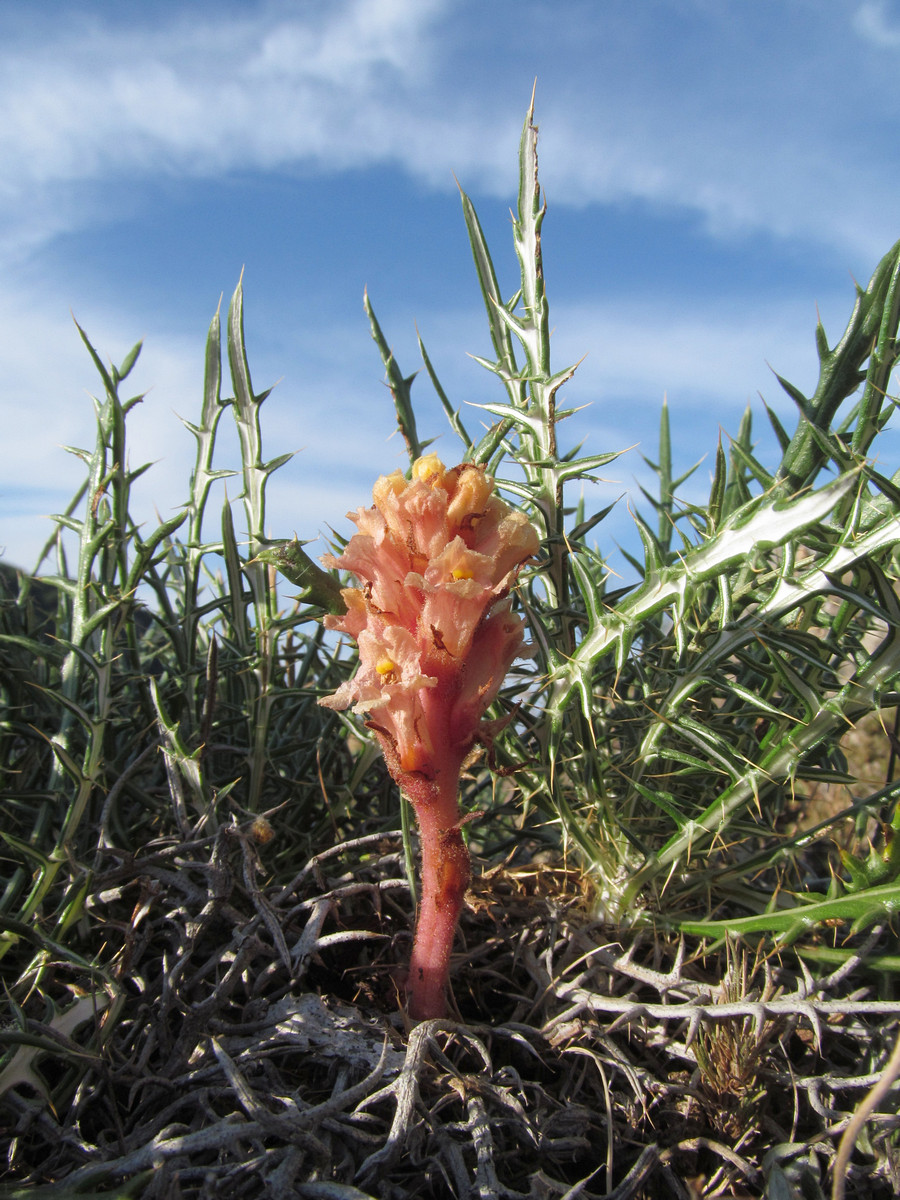 Изображение особи Orobanche centaurina.