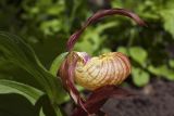 Cypripedium &times; ventricosum