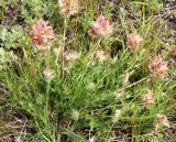 Oxytropis reverdattoi
