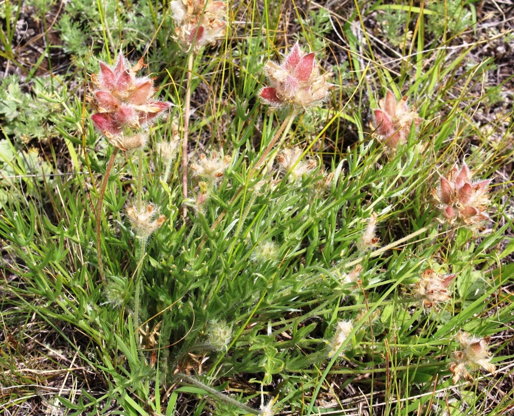 Image of Oxytropis reverdattoi specimen.