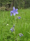 Polemonium caeruleum. Верхушка цветущего растения. Алтай, Онгудайский р-н, пер. Семинский, крупнотравный субальпийский луг среди кедрового редколесья. 11 июля 2019 г.