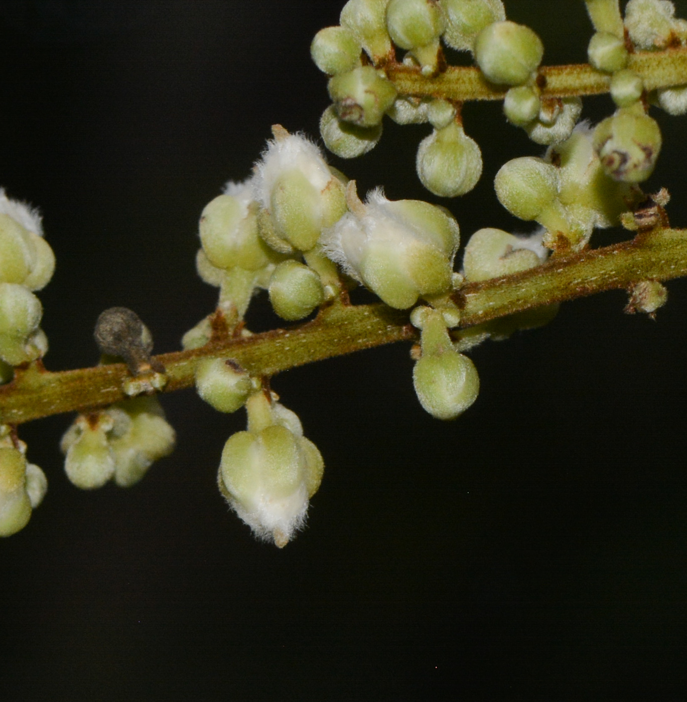 Изображение особи класс Magnoliopsida.