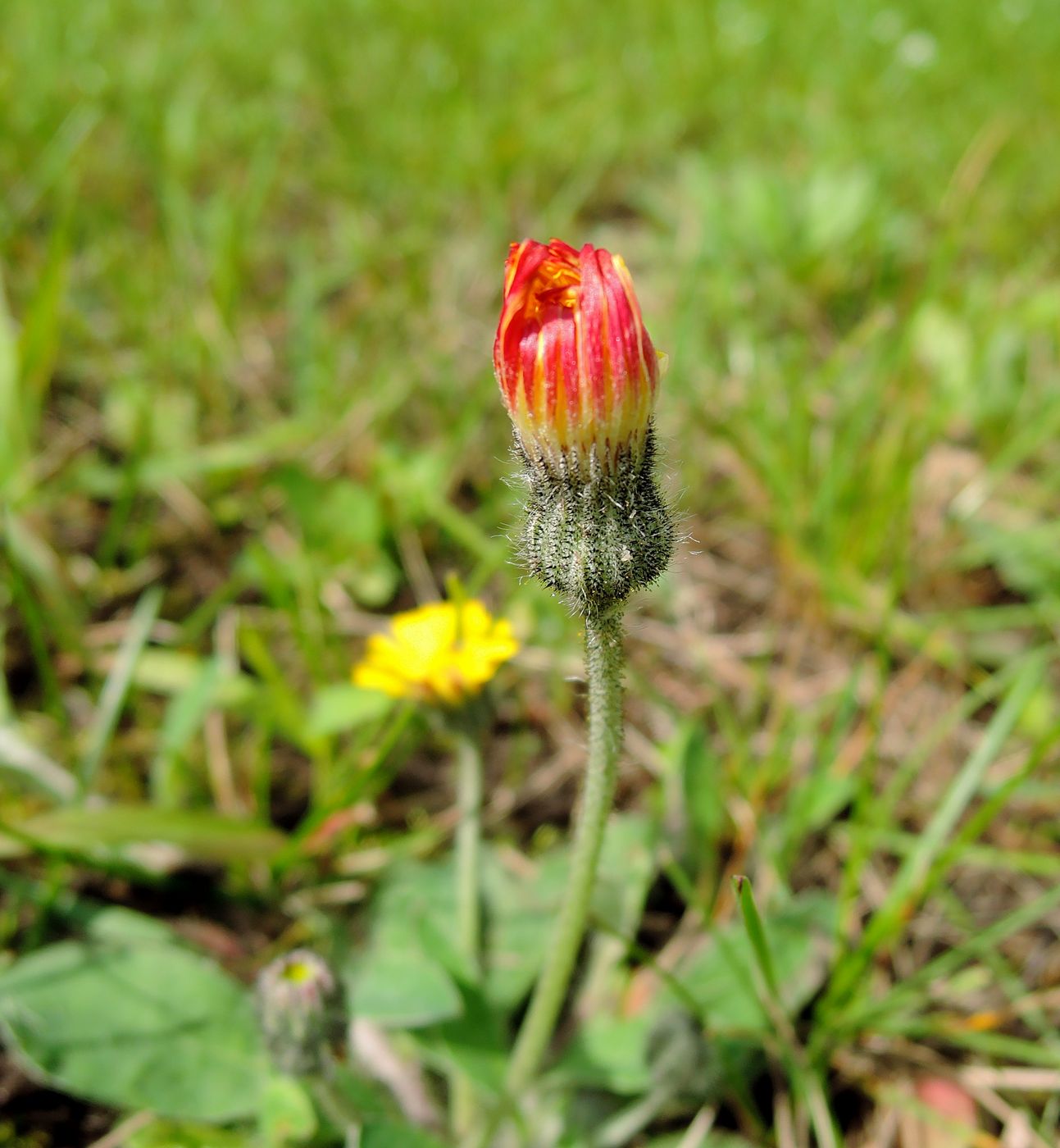 Image of Pilosella officinarum specimen.