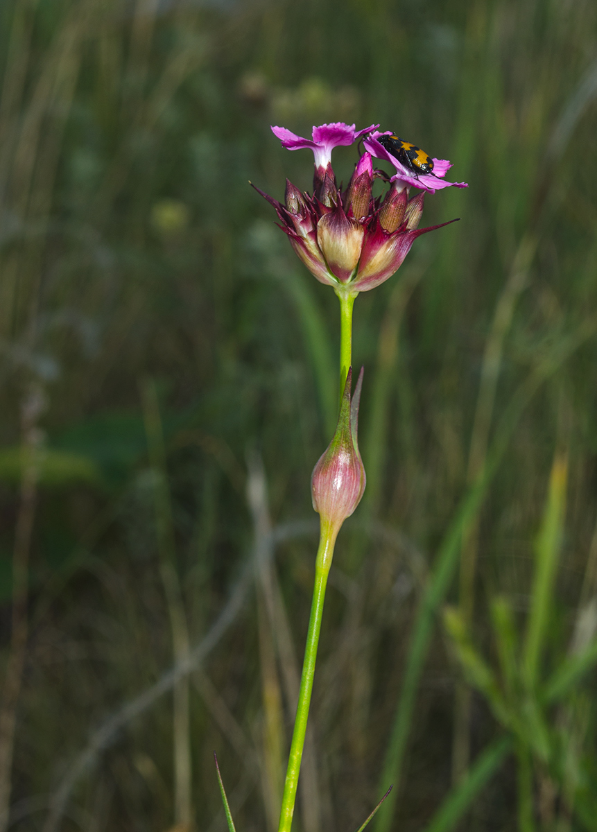 Image of Dianthus andrzejowskianus specimen.