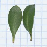 Image of taxon representative. Author is Татьяна Мальчинская