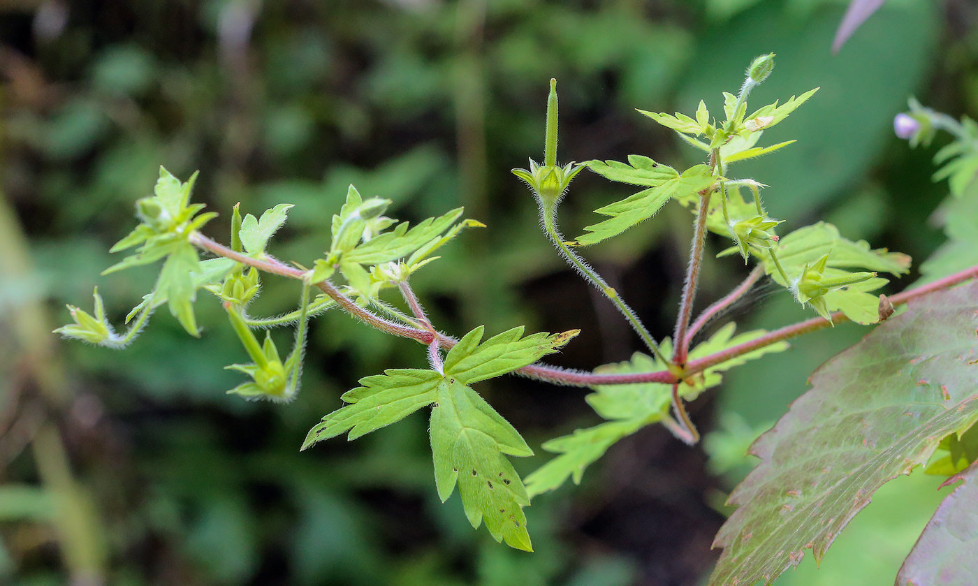 Image of Geranium sibiricum specimen.