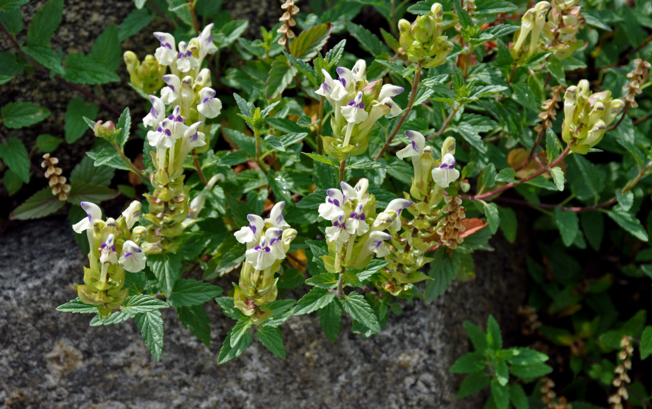 Изображение особи Scutellaria supina.