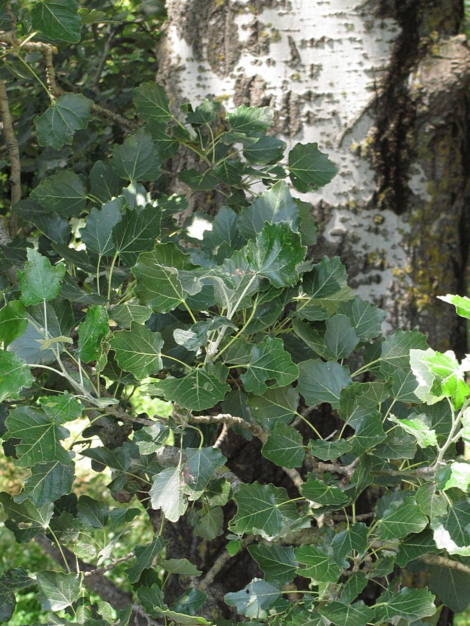 Image of Populus alba specimen.