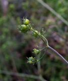 Coriandrum sativum