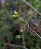 Coriandrum sativum. Верхушка побега с невызревшими плодами. Татарстан, Агрызский р-н, с. Красный Бор, огород. 12.10.2019.