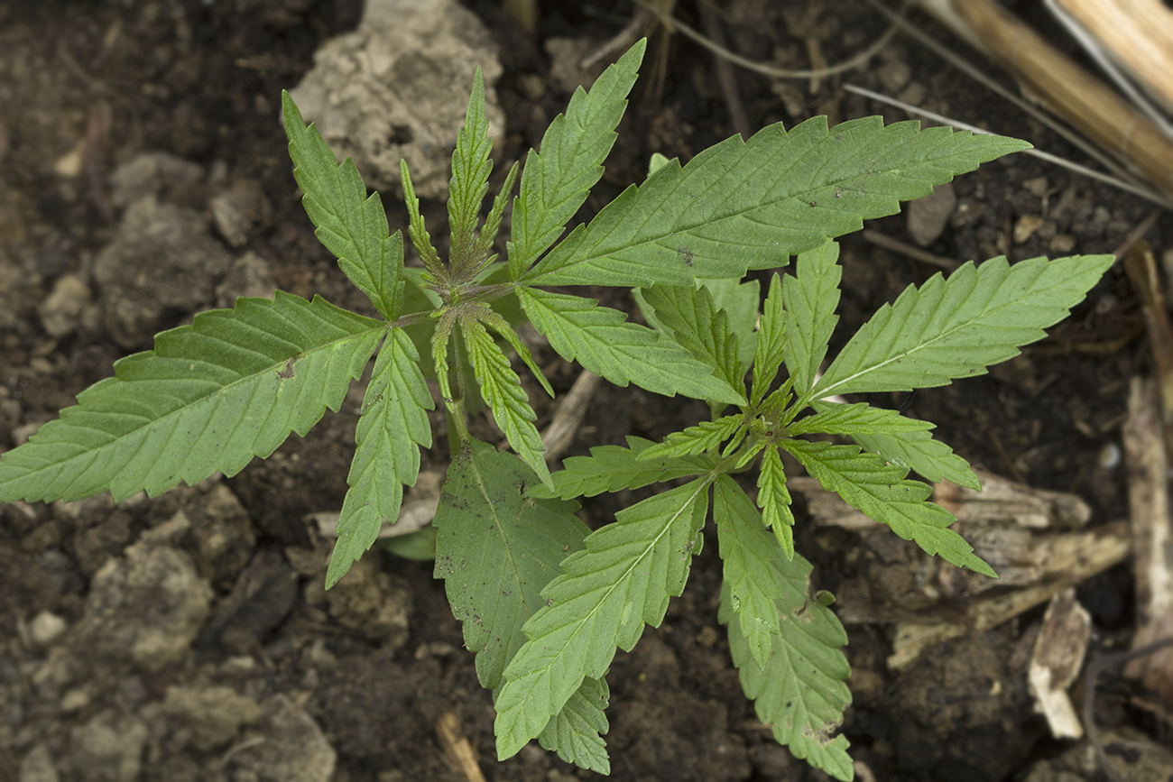 Image of Cannabis sativa specimen.