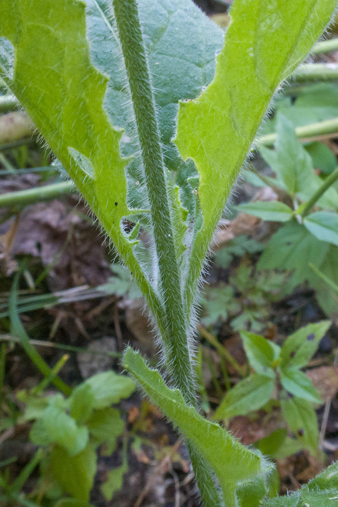 Image of Hesperis voronovii specimen.