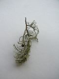 Usnea glabrescens. Таллом. Ленинградская обл., окр. г. Выборг, парк Монрепо, на коре дерева. 23.11.2019.