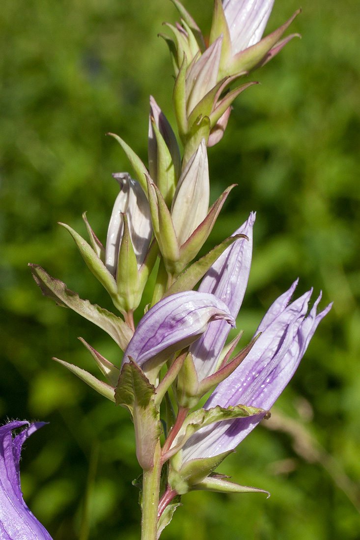 Image of Campanula latifolia specimen.