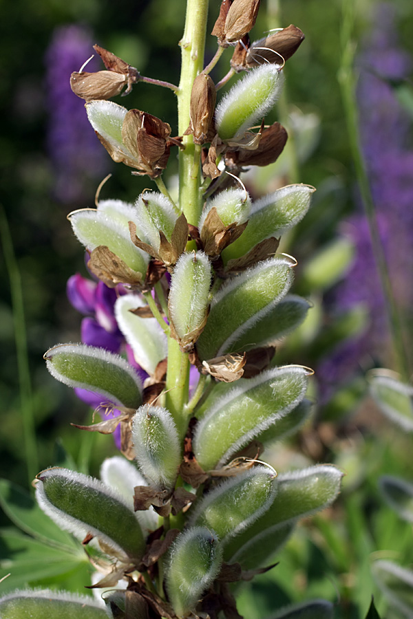 Image of Lupinus polyphyllus specimen.