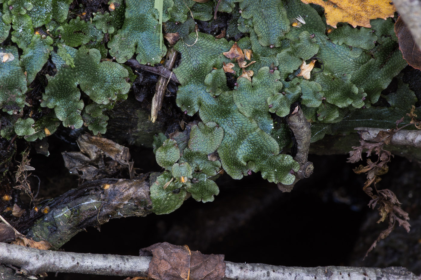 Image of Conocephalum conicum specimen.