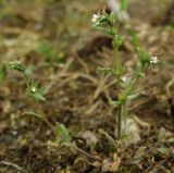 Buglossoides arvensis