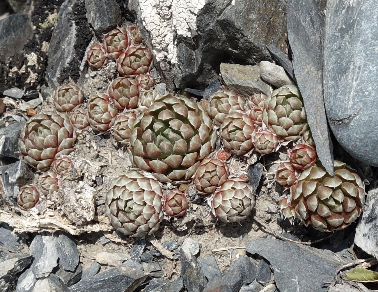 Image of Orostachys thyrsiflora specimen.