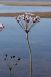 Butomus umbellatus. Верхушка побега с соцветием. Псковская обл., Гдовский р-н, окр. дер. Спицино; берег Чудского оз., низменный песчаный пляж перед зарослями тростника и камышей. 17.08.2019.