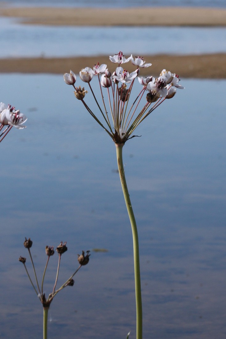 Изображение особи Butomus umbellatus.