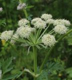 Cnidium dauricum