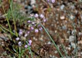 Allium vodopjanovae. Верхушка побега с соцветием. Алтай, Улаганский р-н, перевал Кату-Ярык, ≈ 1200 м н.у.м., каменистый склон. 19.06.2019.