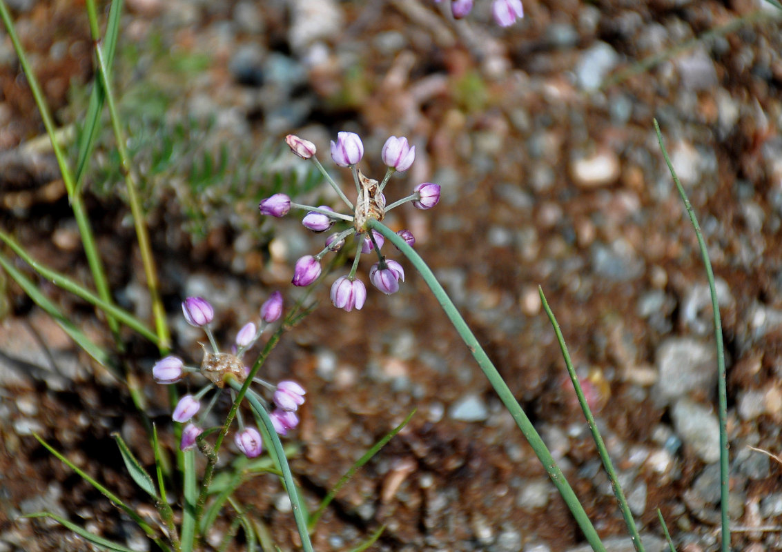 Image of genus Allium specimen.