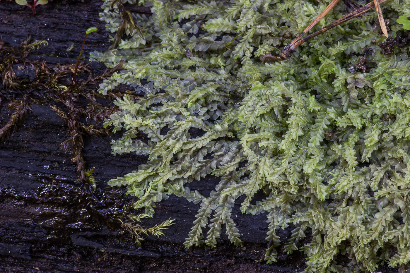 Image of class Jungermanniopsida specimen.