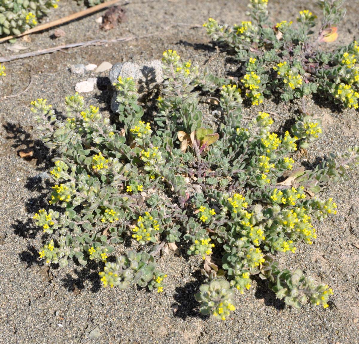 Изображение особи Alyssum strigosum.