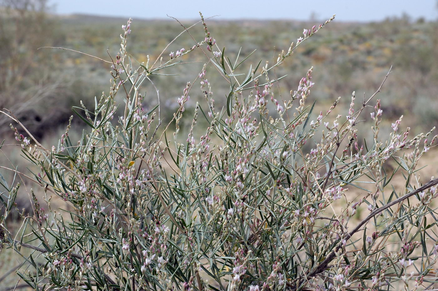 Image of Astragalus karakugensis specimen.