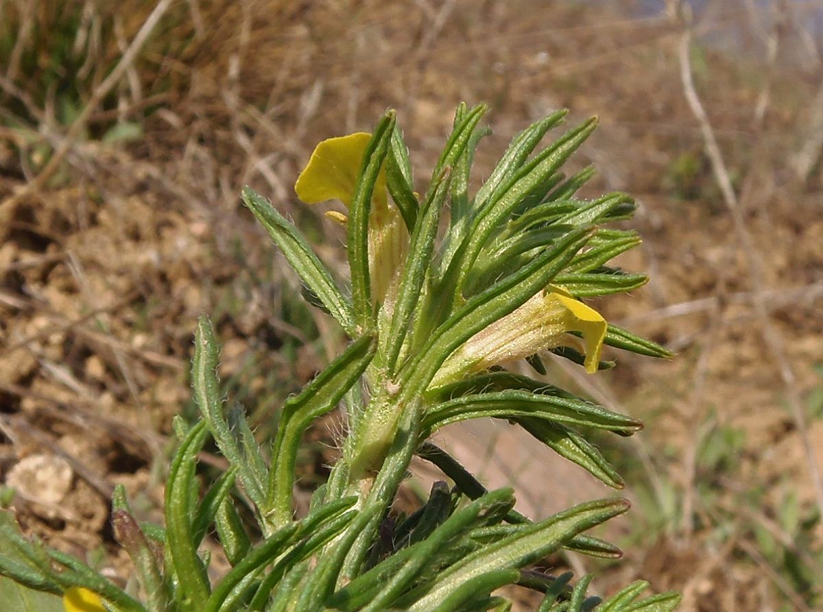 Изображение особи Ajuga chia.