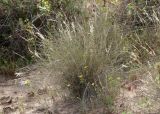 Stipagrostis lanata. Плодоносящее растение. Израиль, у южной окраины Ашдода, пески. 10.03.2020.