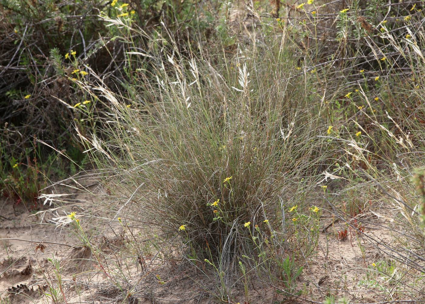 Image of Stipagrostis lanata specimen.