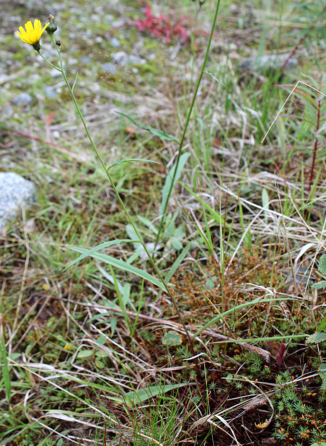 Image of Hieracium dolabratum specimen.