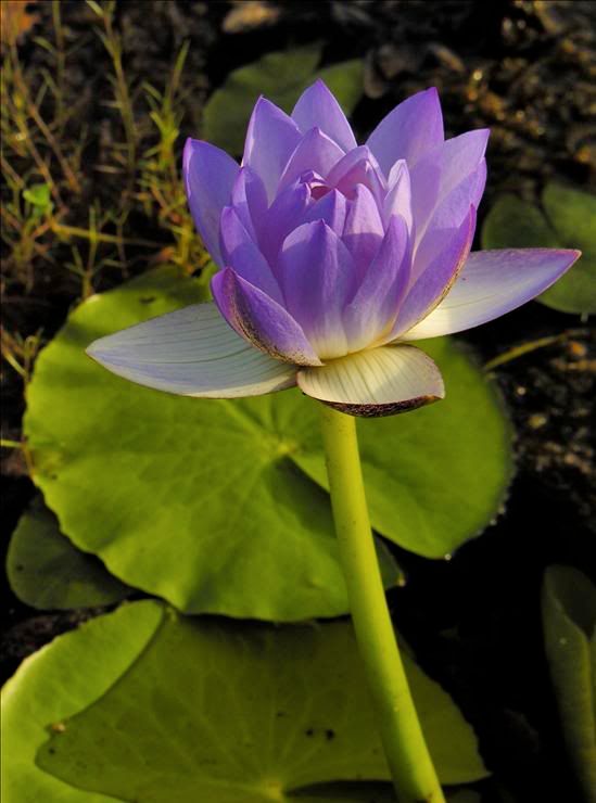 Image of genus Nymphaea specimen.