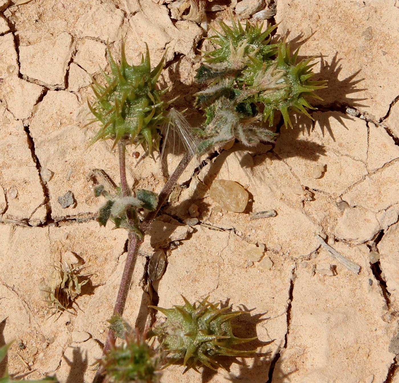 Изображение особи Medicago polymorpha.