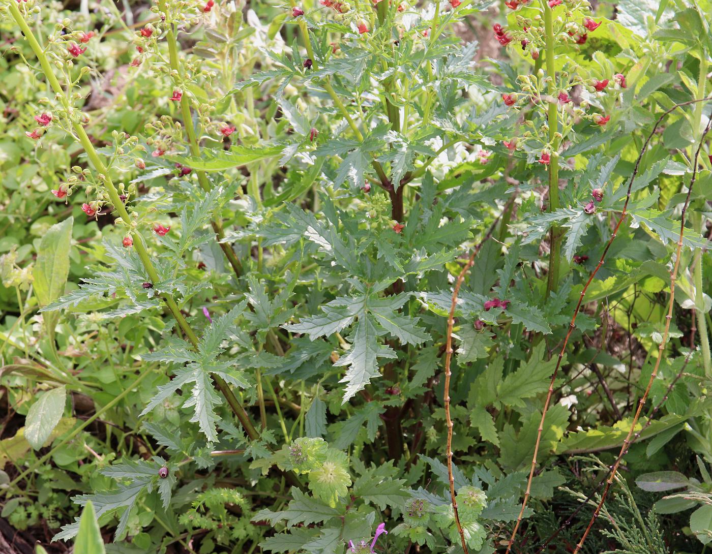 Image of Scrophularia rubricaulis specimen.