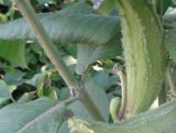 Asclepias syriaca