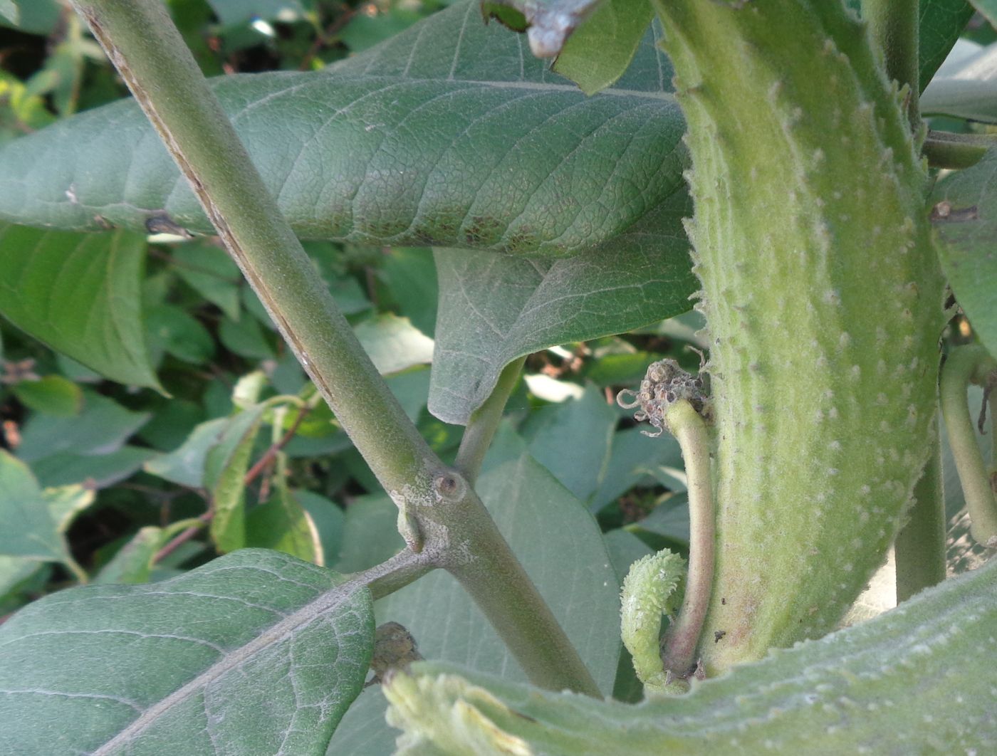 Изображение особи Asclepias syriaca.