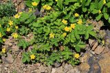 Potentilla rugulosa. Цветущее растение. Приморский край, окр. г. Владивосток, на сухой солнечной скале. 20.05.2020.