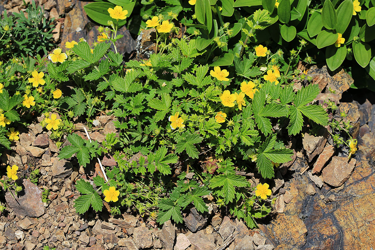 Изображение особи Potentilla rugulosa.