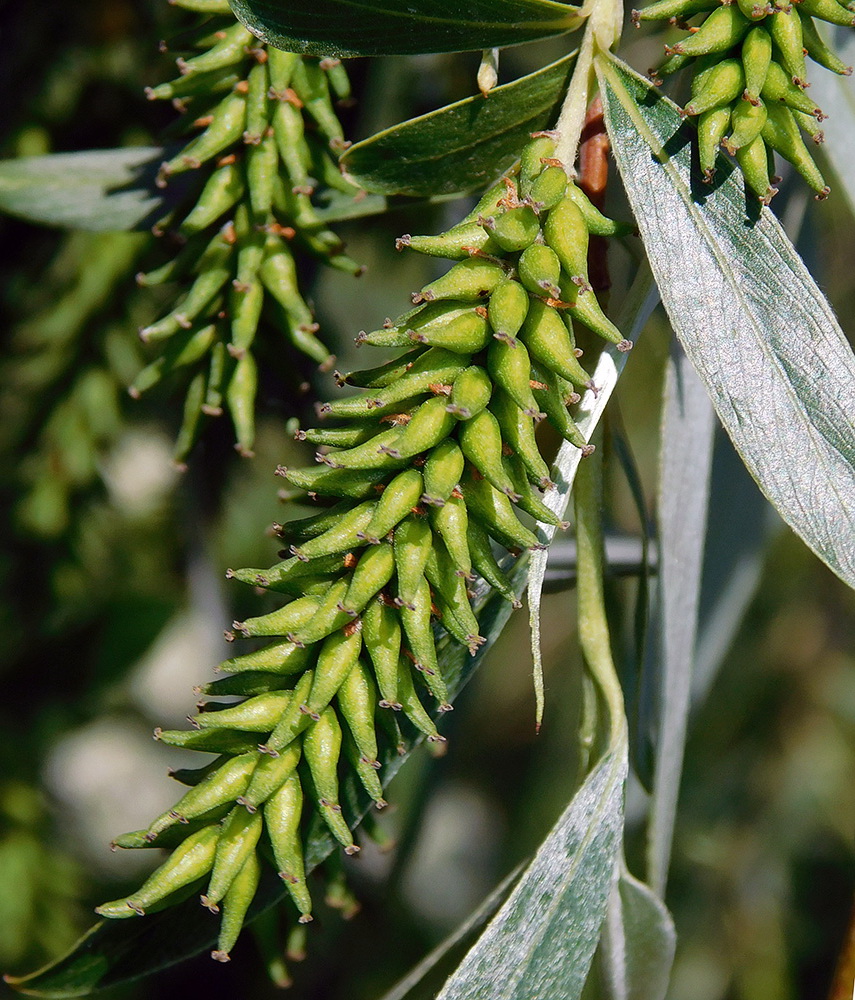 Изображение особи Salix alba.