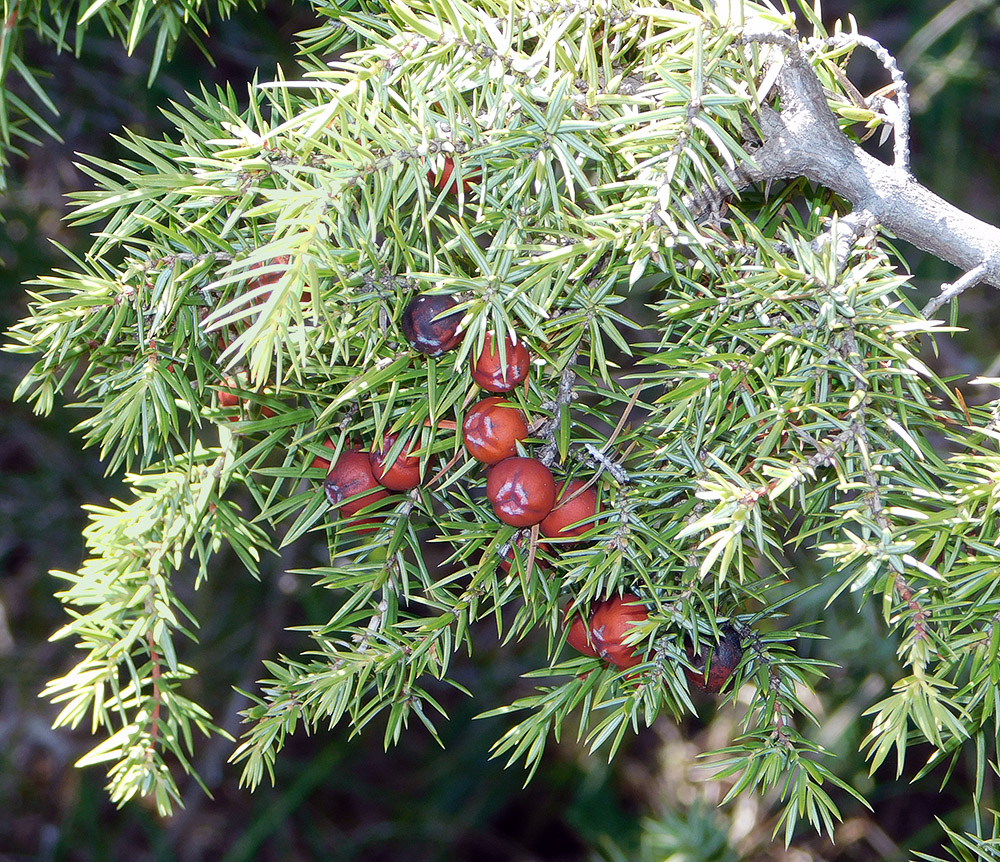 Image of Juniperus deltoides specimen.