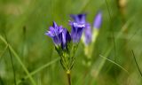 Gentiana olivieri