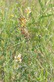 Pedicularis striata